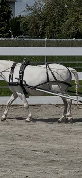 Einspänner Geschirr Pony, Lisa, Horse Harness, Villingen-Schwenningen 