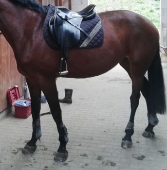 Kieffer Springsattel Modell Norbert Koof Kieffer  Norbert Koof