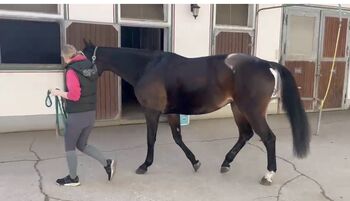 Dressursattel Amerigo Cervia II 17,5 4 wie neu! Amerigo Cervia II