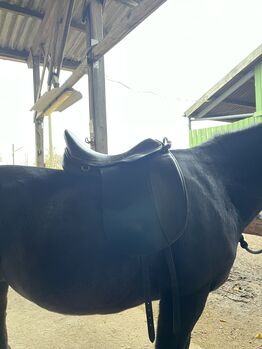 Hilbar Leistur Dressursattel 17,5 Zoll Kerstin Baden Hilbar Leistur