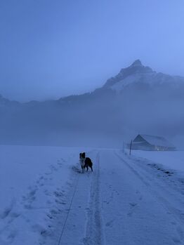 Ikonic Vielseitigkeitssattel, Ikonic, Sheryl Helbling, Siodła wszechstronne, Lauerz