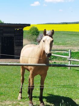 Sioux Deutsches WARMBLUT in SONDERLACKIERUNG Goldglänzener Goldfalbe