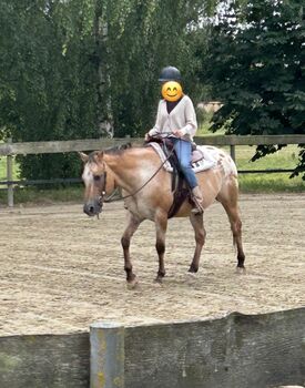 Sir Rocky Goer, Appaloosa Wallach, (*3/2012), ca 1,50m