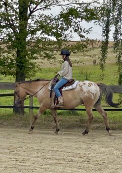 Sir Rocky Goer, Appaloosa Wallach, (*3/2012), ca 1,50m, Esther, Pferd kaufen, Schwalenberg