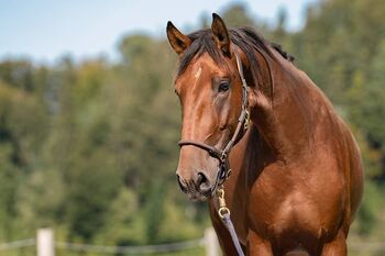 SIRIUS 3,5-jähriger Lusitano-Wallach