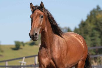 SIRIUS 3,5-jähriger Lusitano-Wallach, Katharina Schori, Horses For Sale, Thusis