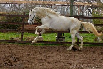 Schimmel Hengst mit sehr guten Bewegungen und TOP Charakter, Thomas Adams (Caballos PRE), Konie na sprzedaż, Bell