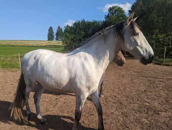 Seelenpferd sucht Lebenspartner