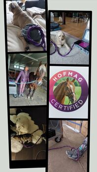 Physiotherapie mit Magnetfeld Hofmag, Brigitte Schreiner , Therapy & Treatment, Neuhaus am Inn