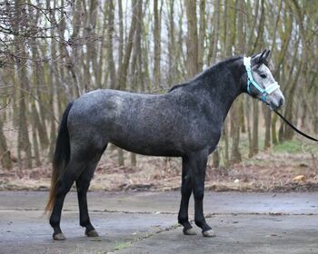 Springt Pony, Károly , Konie na sprzedaż, Kecskemét 