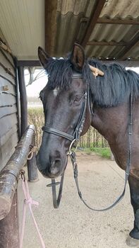 Springt Pony