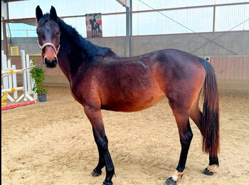 Springpferd, CK Sporthorses, Konie na sprzedaż, Kleve