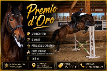 Springpferd, Wallach, 5 Jährig, 1,67 m ,Perignon x Cardenio
