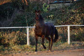 Pflege- oder Reitbeteiligung an Vollblut Stute, Eng. Vollblut , Disha24, Horse Sharing, Niddatal 