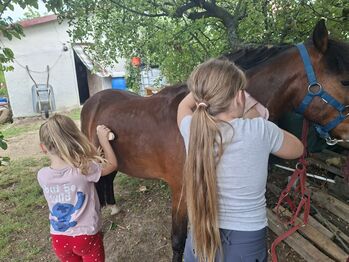 Schulpony suchen einen neues family, Carlo, Horses For Sale, Nickelsdorf