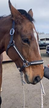 Lederhalfter mit Strass Glitzer Steinen Schwarz WB Warmblut