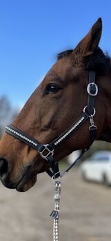 Lederhalfter mit Strass Glitzer Steinen Schwarz WB Warmblut, Sarah Koch, Kantary, Feldkirchen - Westerham