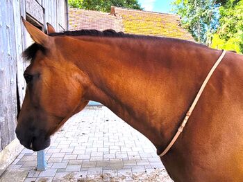 Reithalsring aus Leder Grösse Warmblut, Maya (Swisshorseshop), Pozostałe, Frauenfeld