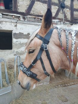 Kappzaum aus Leder mit beweglichem Naseneisen, JuleMorino, Lonżowanie, Weinsberg