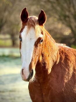Auffällige Youngster-Stute mit Cow Sense & Traumcharakter