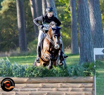 Auffälliger Wallach als Lehrmeister, Katharina Lehmann (Pferdevermittlung Leus), Horses For Sale, Suhlendorf