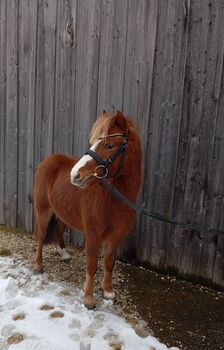 Hübsches Kinderpony, Birgit Frank , Konie na sprzedaż, Achstetten