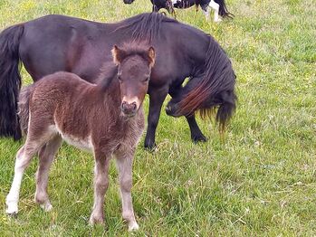 Hübsche liebenswerte Shetty Absetzer,  Hengst, Shetland Pony,  Partbred