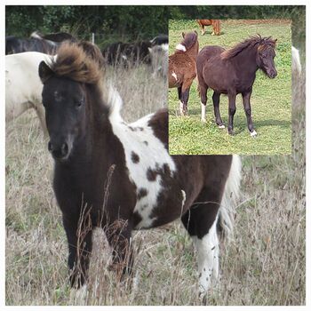 Hübsche liebenswerte Shetty Absetzer,  Hengst, Shetland Pony,  Partbred, ZvS, Konie na sprzedaż, Tangerhütte 