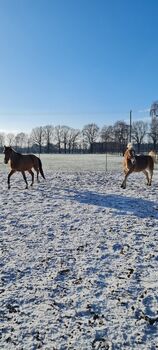 Schlauer Haflingerwallach, Upmann, Horses For Sale, Ibbenbüren