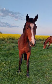 Süße  Stute, Tina, Konie na sprzedaż, Döbeln