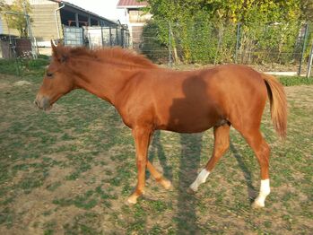 Lieber und verschmuster Youngster sucht sein Zuhause