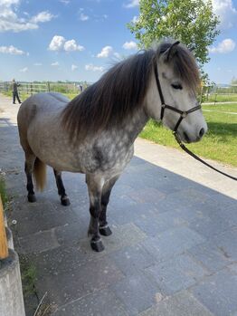 Klein aber fein, hübsche Apfelschimmelstute, Daniela Prößl, Horses For Sale, Kemnath