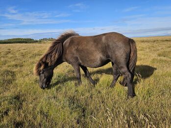Klein, aber Dein ... coole freundliche Stute für Zucht und Freizeit, Islandpferde-aus-Island, Horses For Sale, Südisland