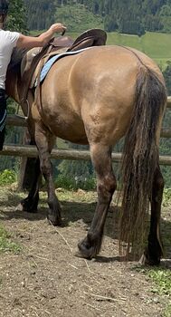 Kleinpferd/Pony Wallach