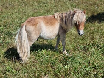 Kleines Mini Hengstfohlen Mushroom, Nadine  (Shettyzucht Frechdachs ), Horses For Sale, Heringen