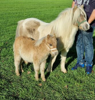 Kleines Mini Hengstfohlen Mushroom, Nadine  (Shettyzucht Frechdachs ), Horses For Sale, Heringen