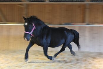 Kleine Noriker Rapp Stute