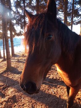 Smaranda, stämmige Stute sucht lieben Menschen, Samuel, Horses For Sale, Ragnitz