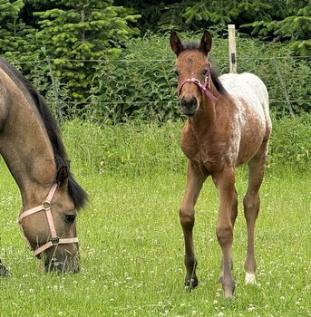 Schickes Quarter Pony Hengst Fohlen