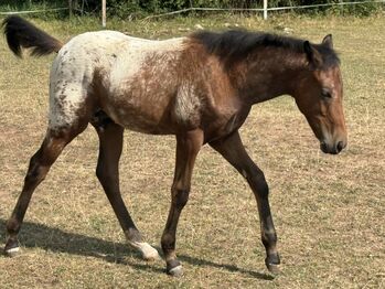 Schickes Quarter Pony Hengst Fohlen, Petra, Horses For Sale, Ansbach