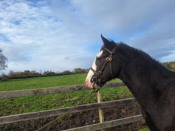 Smashing Echo king filly for sale, Liam Mc Cormack, Horses For Sale, Athlone