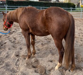 SN Puppis Lil Pepper, Kerstin Rehbehn (Pferdemarketing Ost), Horses For Sale, Nienburg