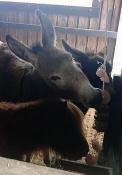 Esel Zwergesel Zuchtpaar geb 2022 zvk