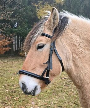 Trense von Kiefer, Kiefer, Hasenstab, Bridles & Headstalls, Rothenbuch