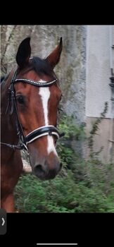 Trense (schwedisches Reithalfter), CLARIDGE HOUSE, Fabi, Bridles & Headstalls, Eßweiler