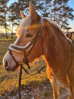 Trense vollblut, QHP Ontario , Franziska , Bridles & Headstalls, Dreetz