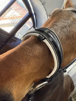 Trense Lack weiß unterlegt mit glitzer Magic Horse Design  White magic 