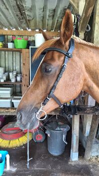 Trense PS of Sweden Helsinki Cob, PS of Sweden Helsinki, Jana, Bridles & Headstalls, Cuxhaven 