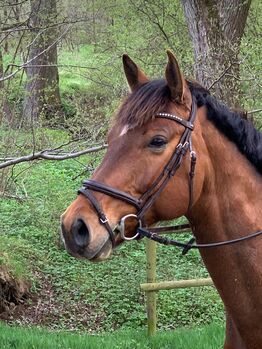 Trense Schockemöhle, Schockemöhle , Berneiser, Bridles & Headstalls, Elz
