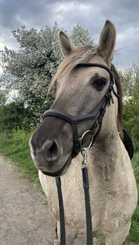 Trense zu verkaufen Trense 